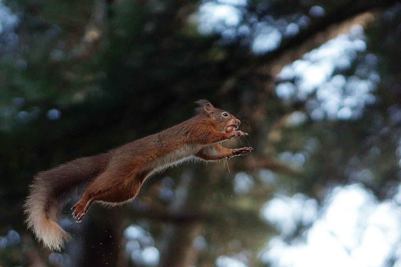 Flying squirrel
