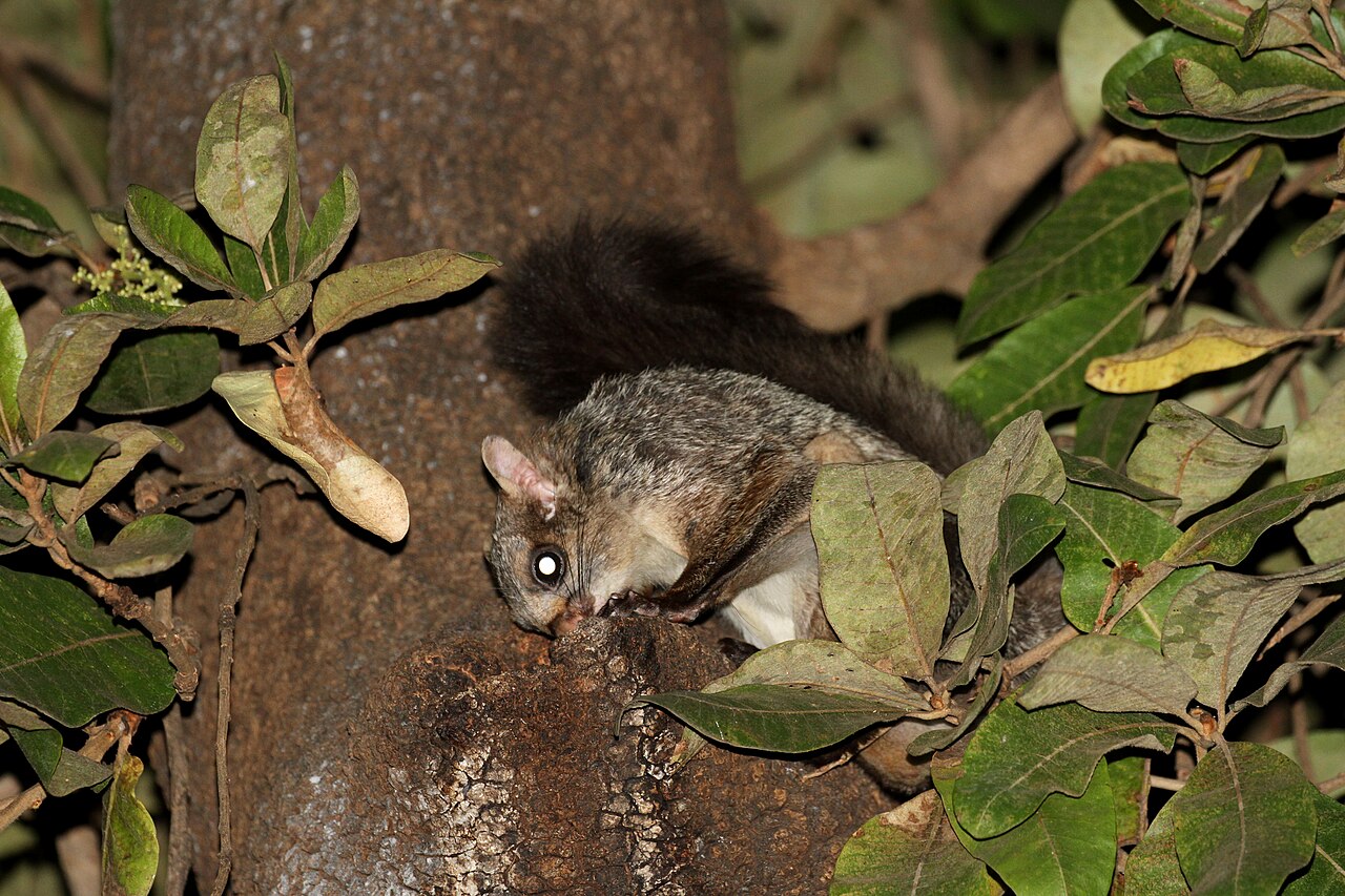 Flying squirrel