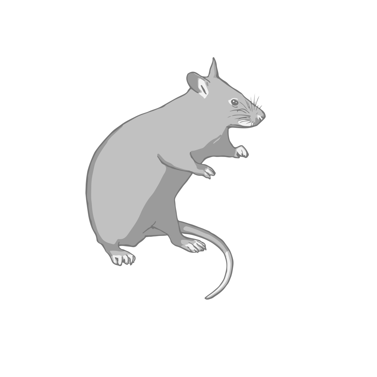 Giant pouched rat
