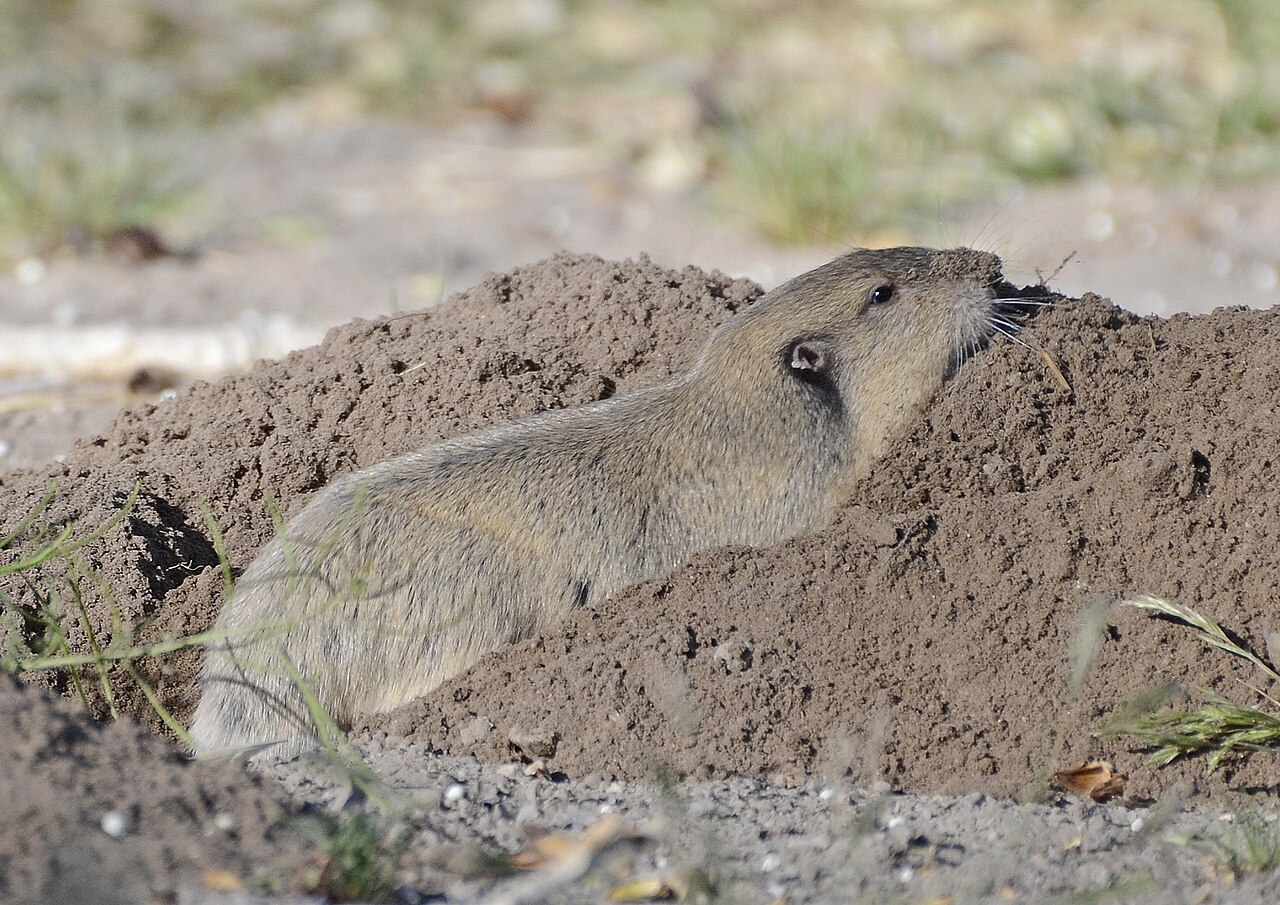 Gopher