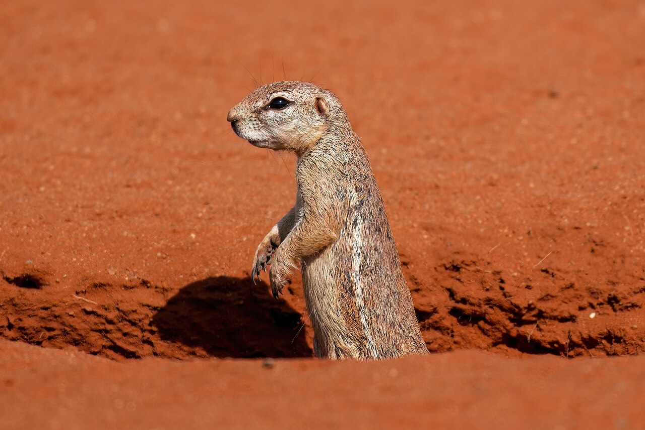 Ground squirrel