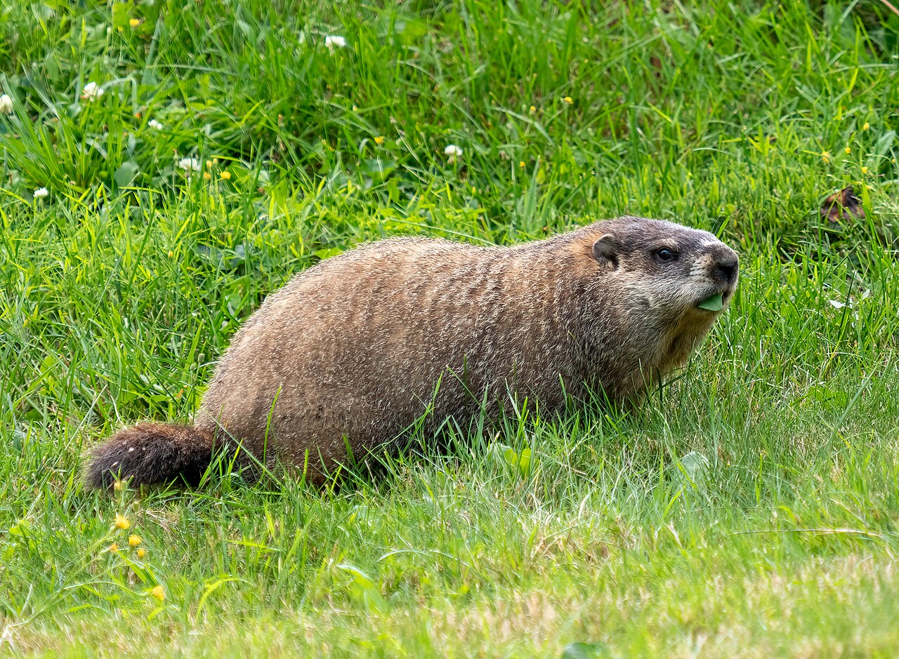 Groundhog