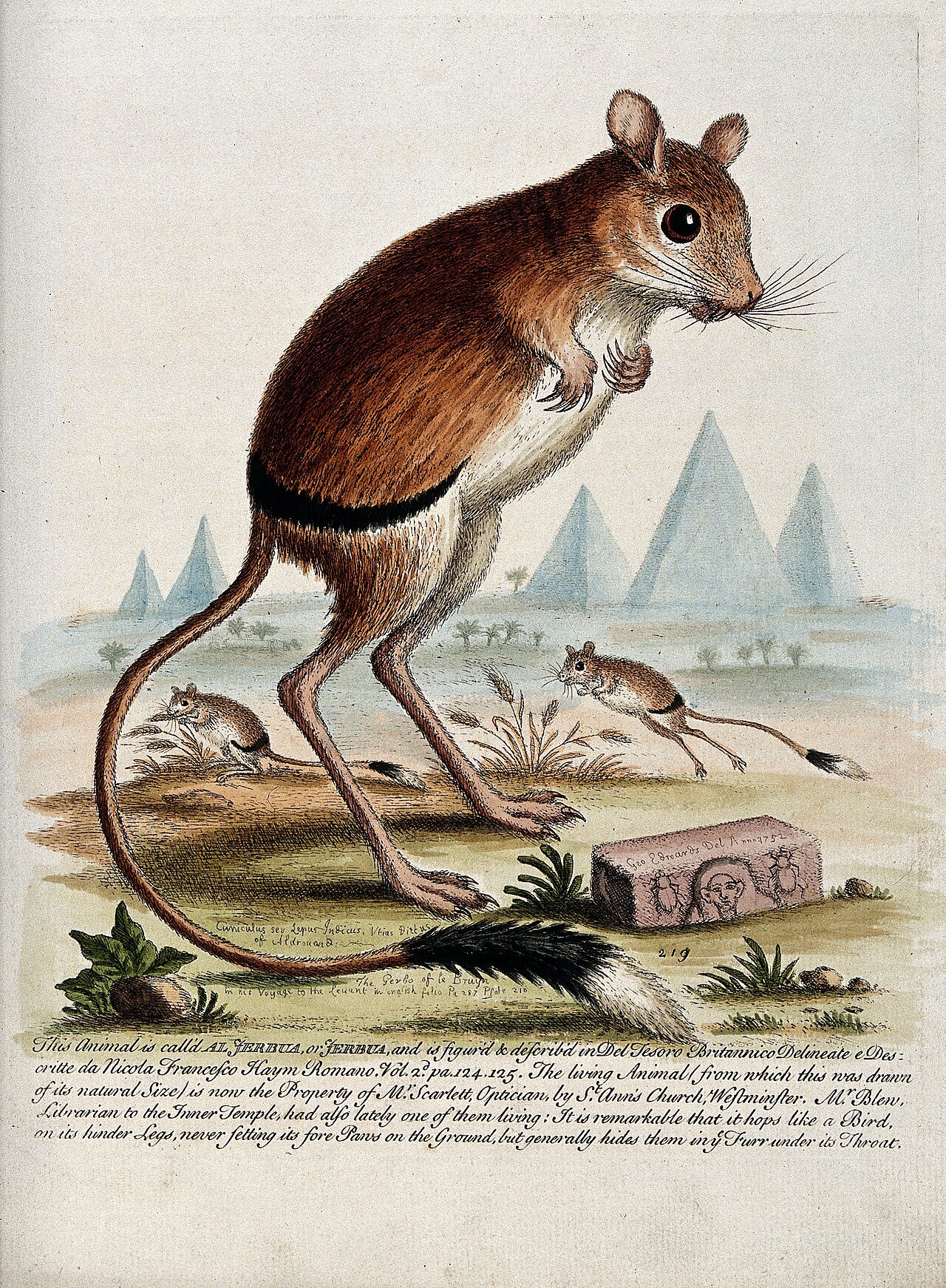 Jerboa