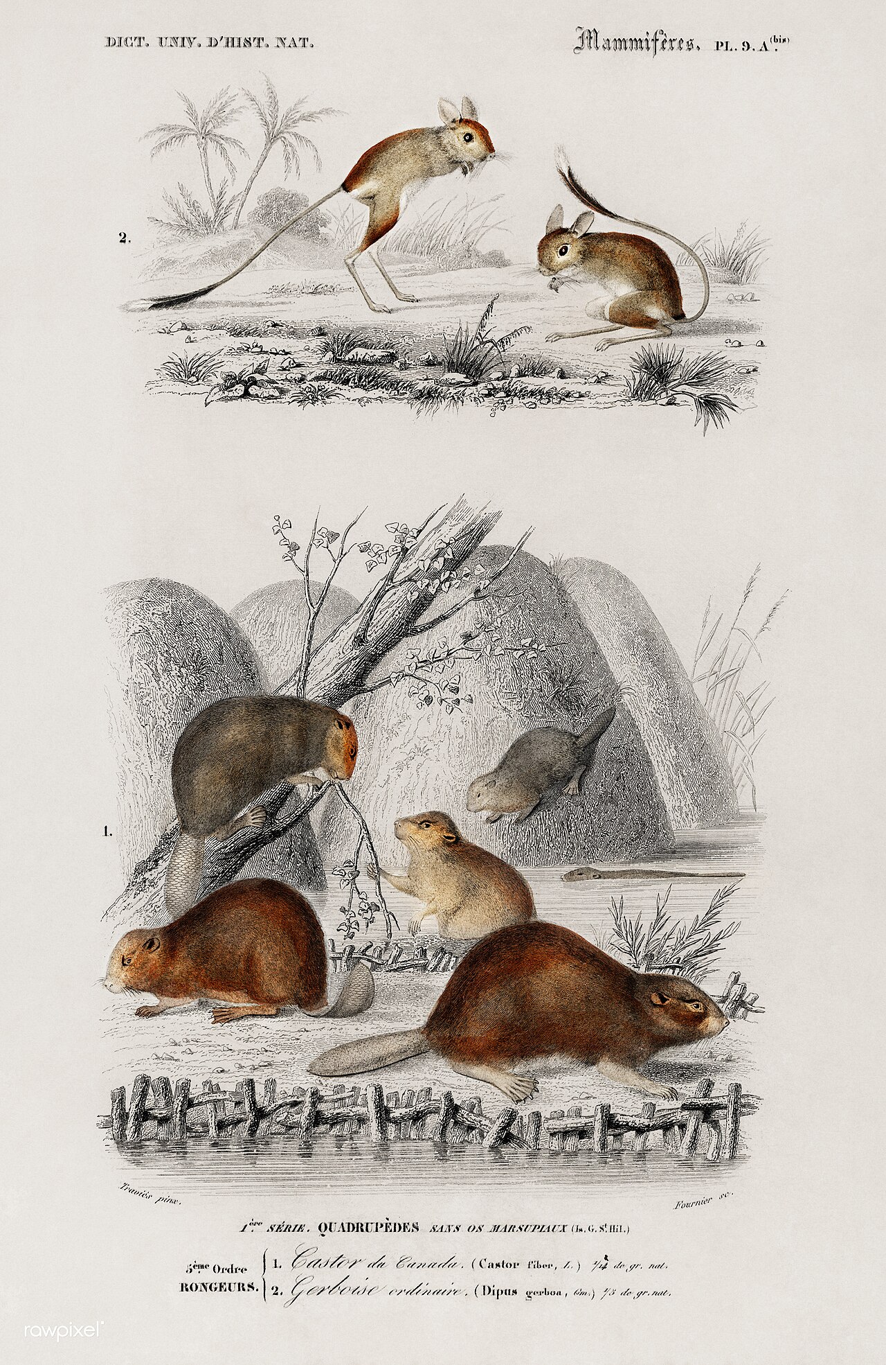 Jerboa
