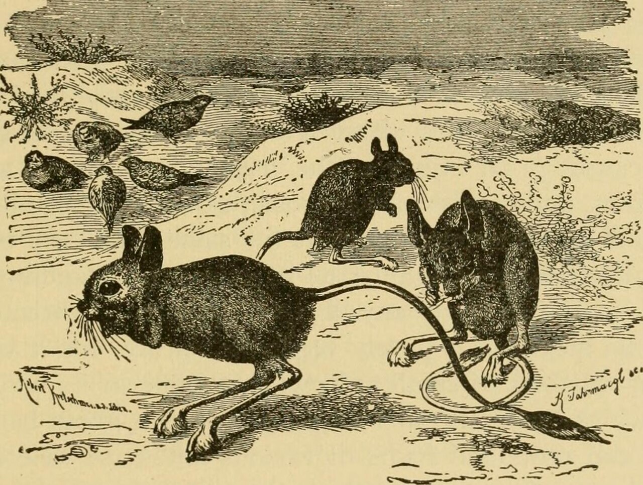 Jerboa