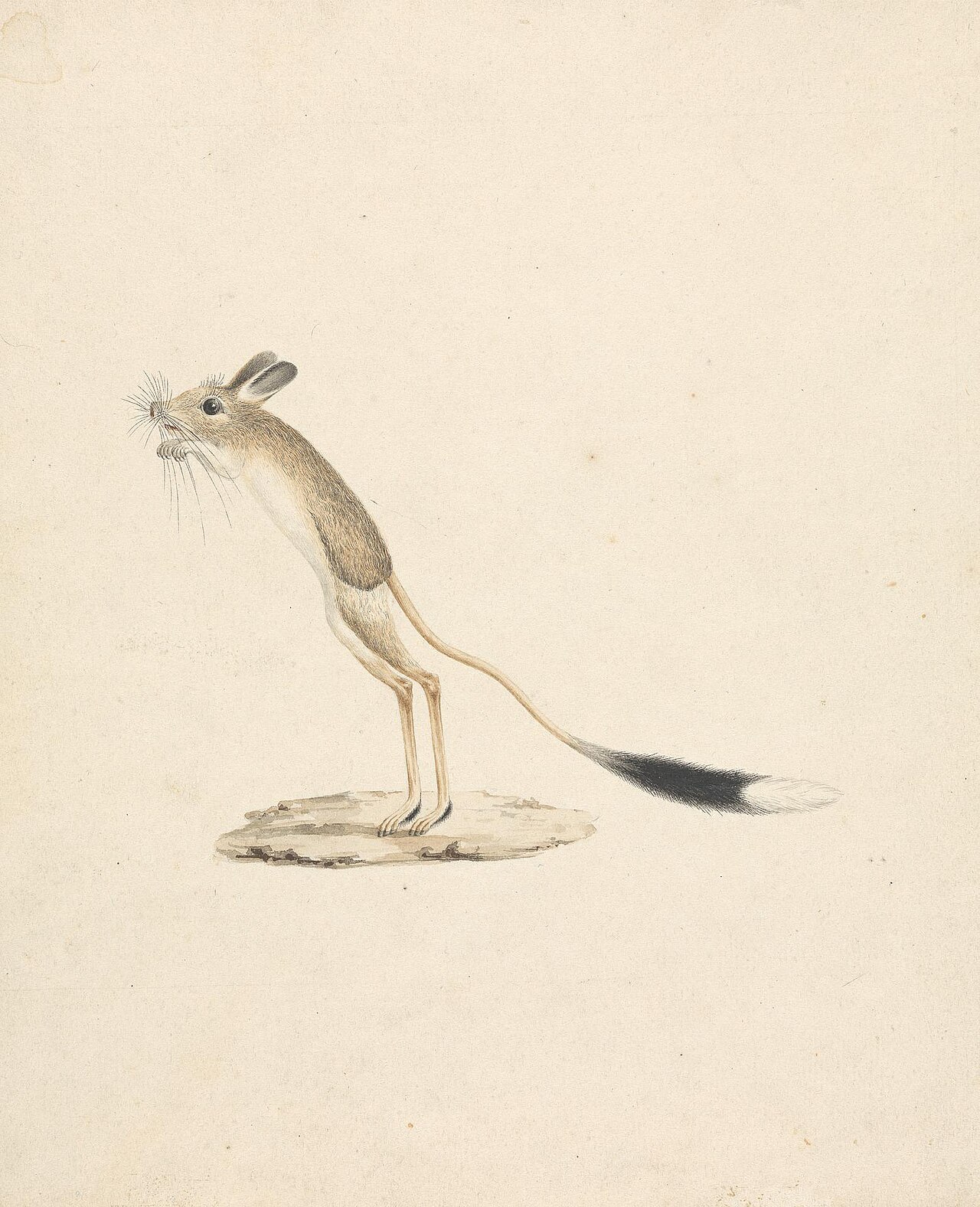 Jerboa
