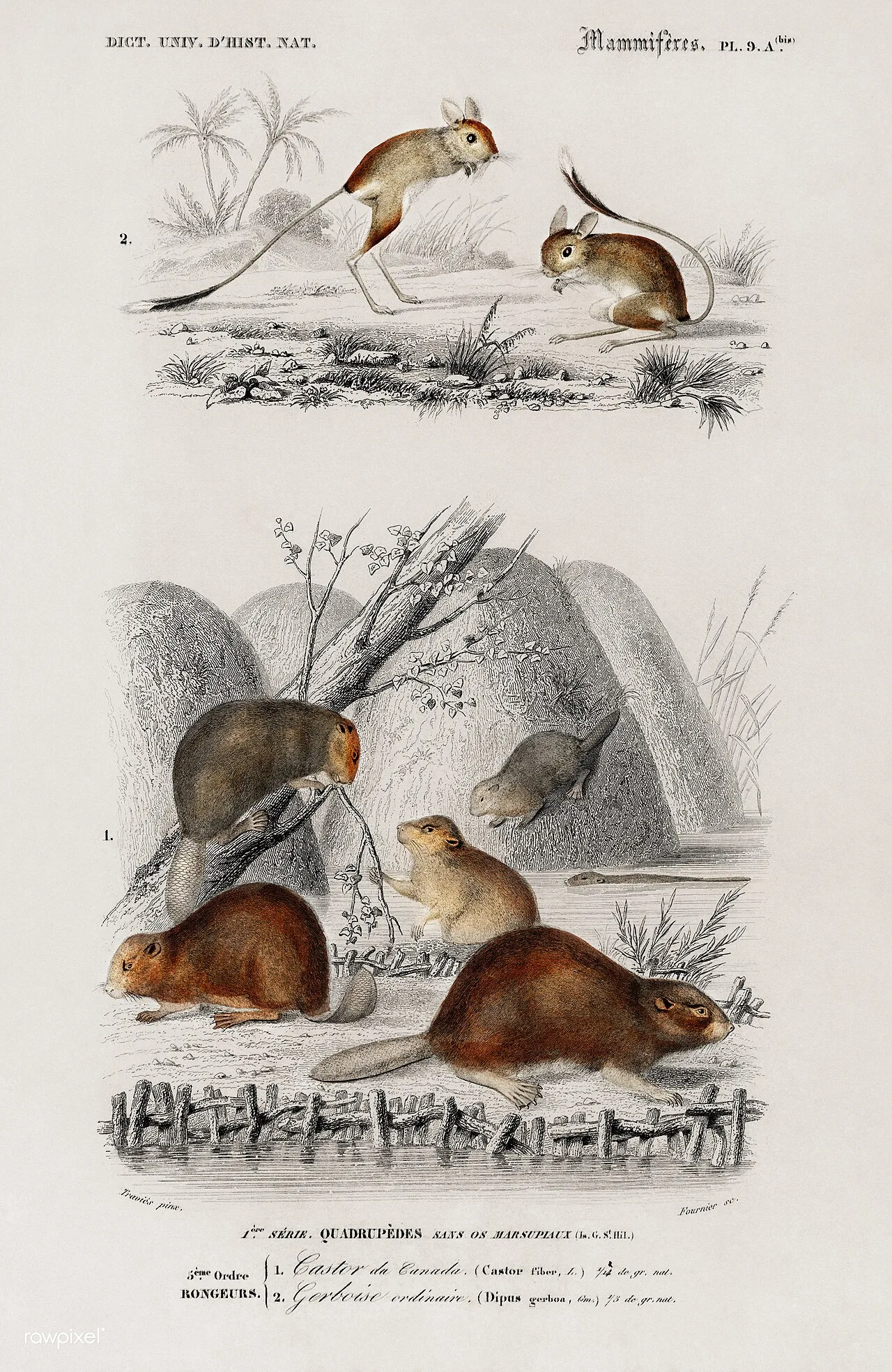 Jerboa
