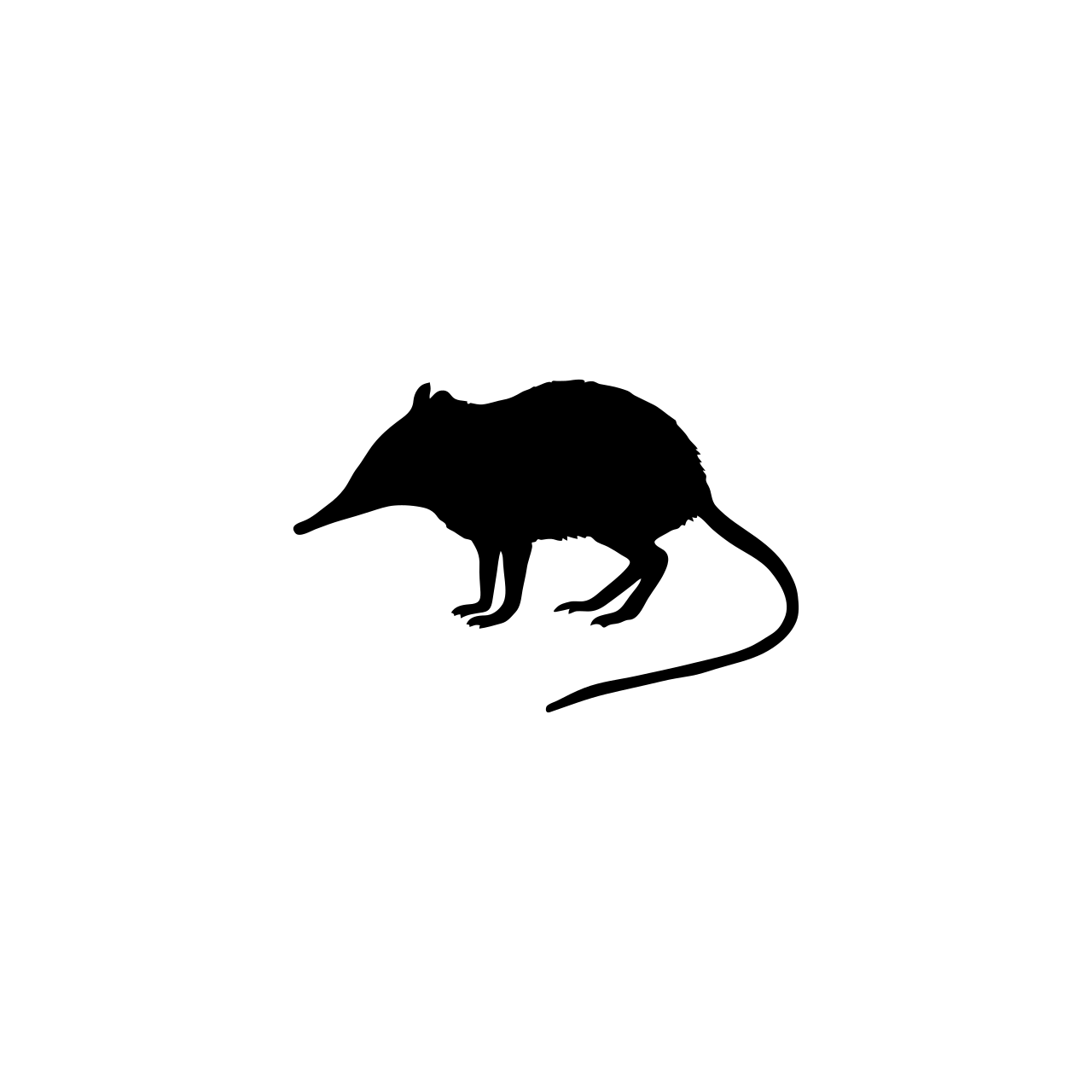 Sengi
