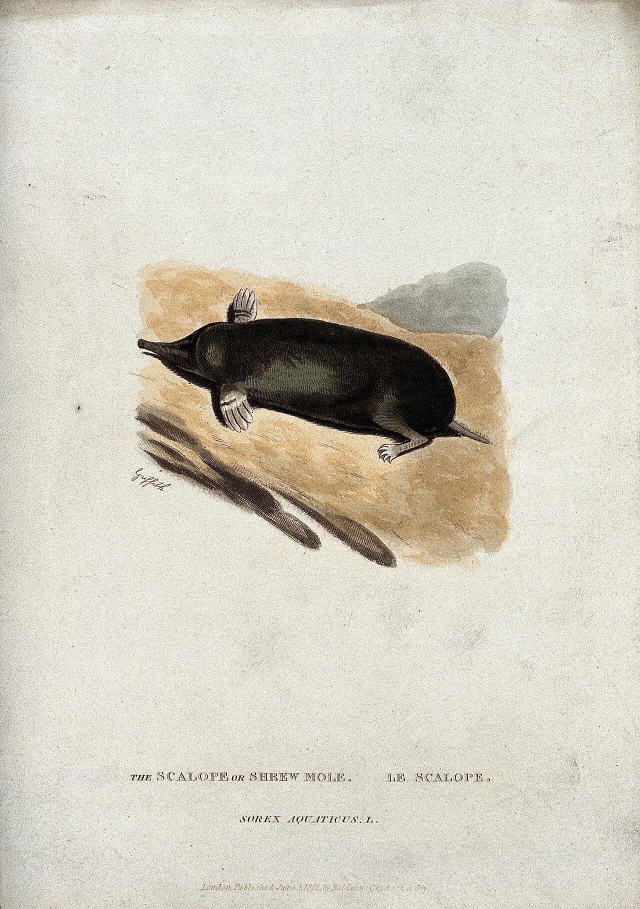 Shrew