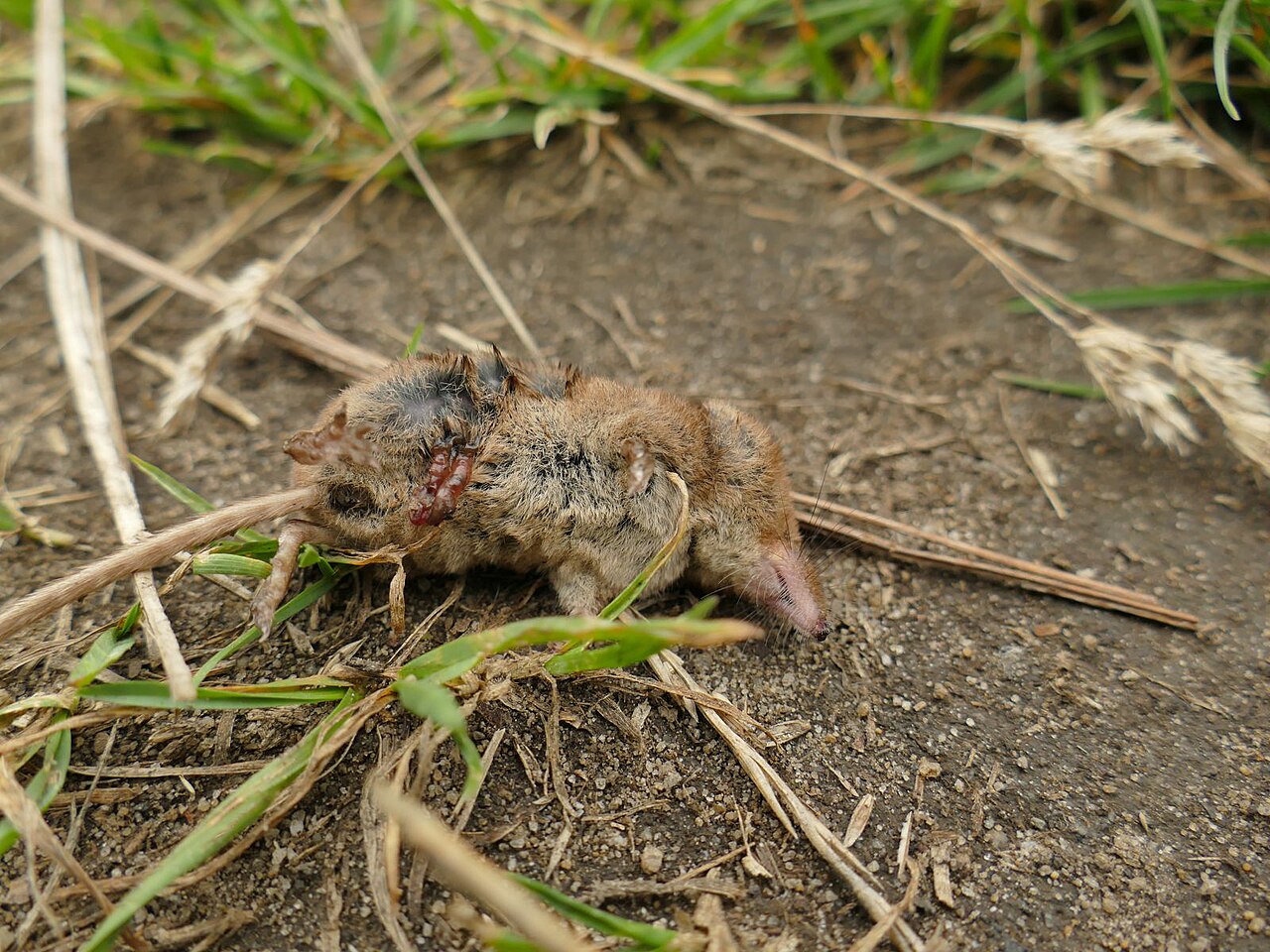 Shrew