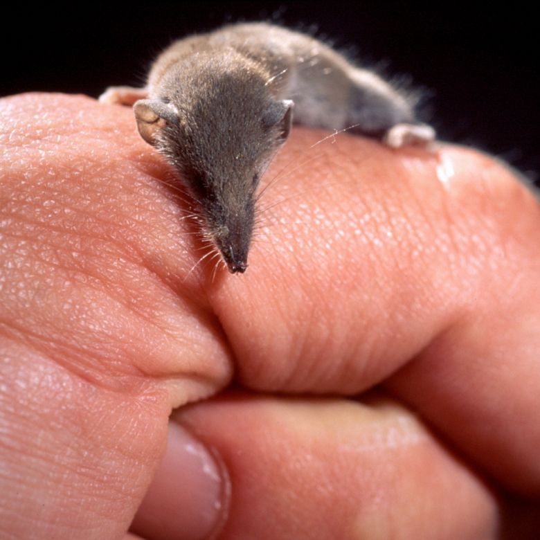 Shrew
