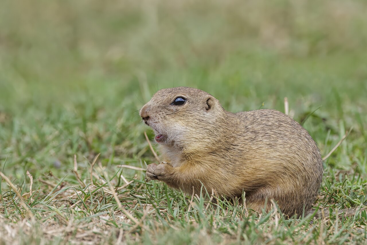 Spermophilus