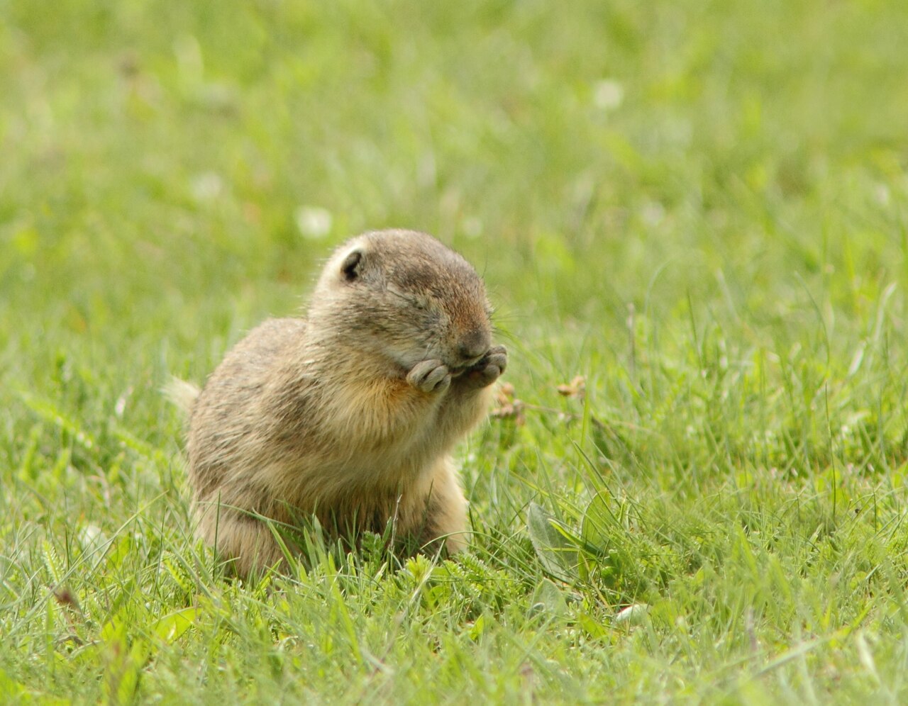 Spermophilus