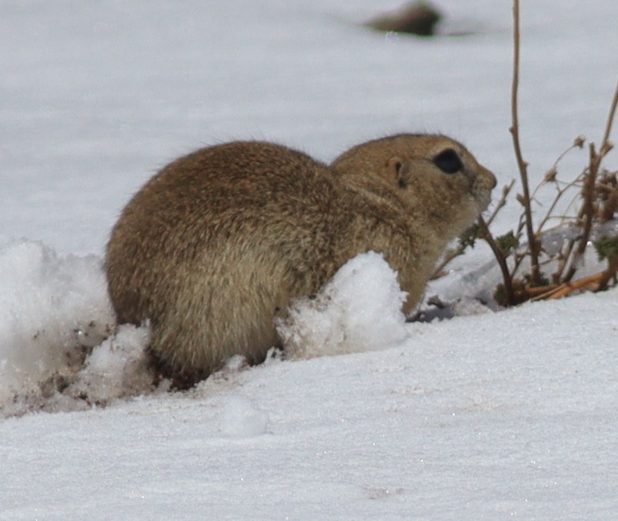 Spermophilus