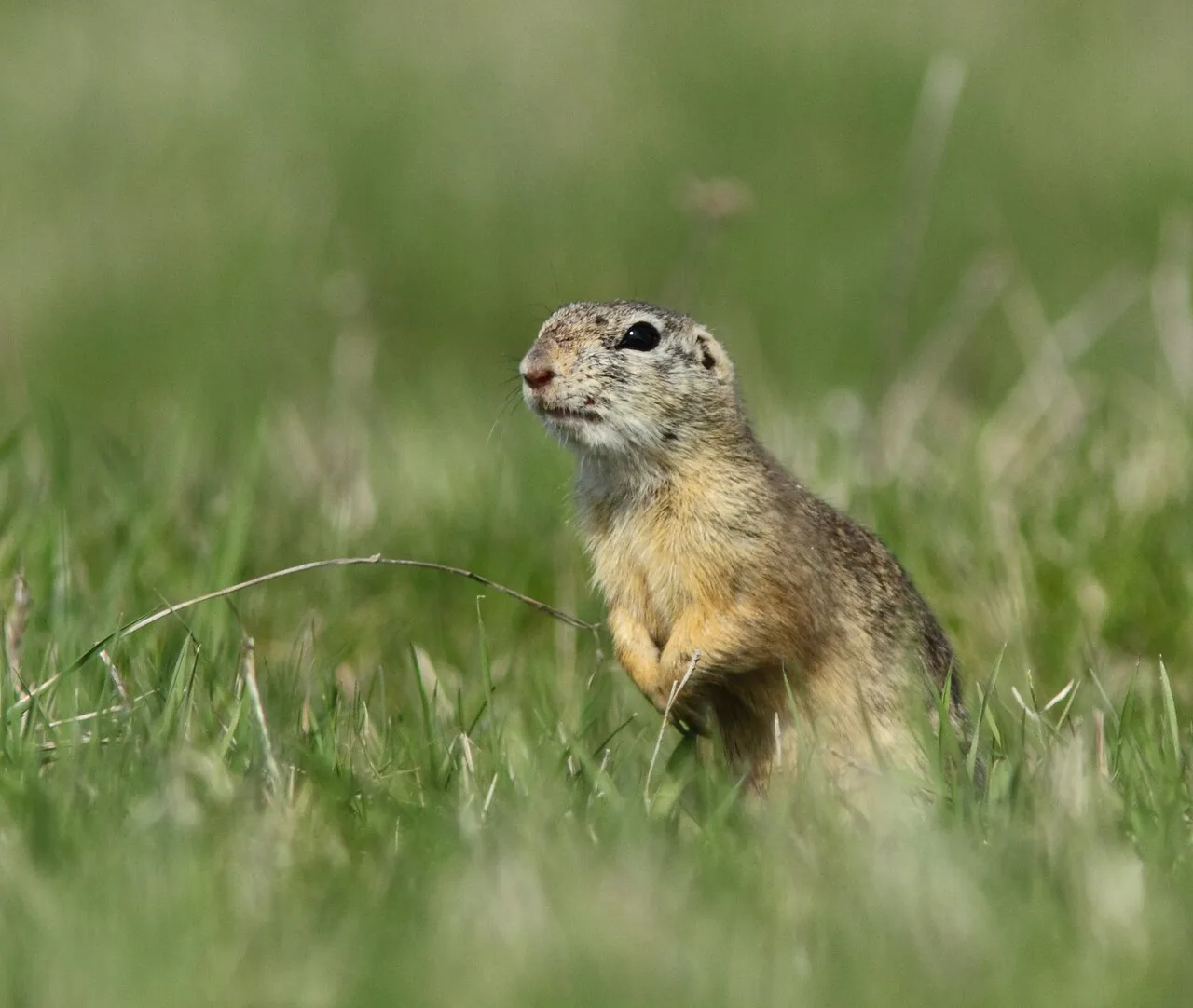 Spermophilus